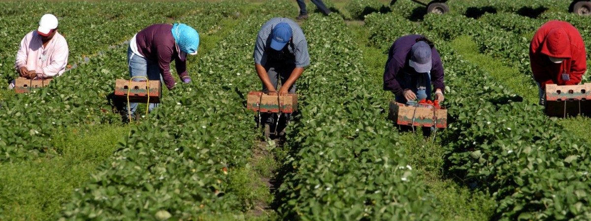Садівники Польщі бідкаються, бо нема українців на збирання полуниці
