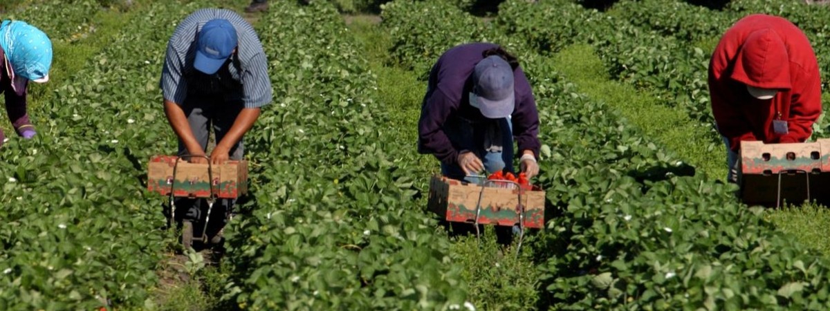 У Польщі можуть дозволити сезонним працівникам з України відбувати карантин у полі