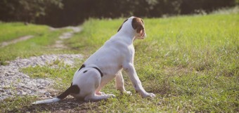 Правила для власників собак у Польщі: що варто знати 