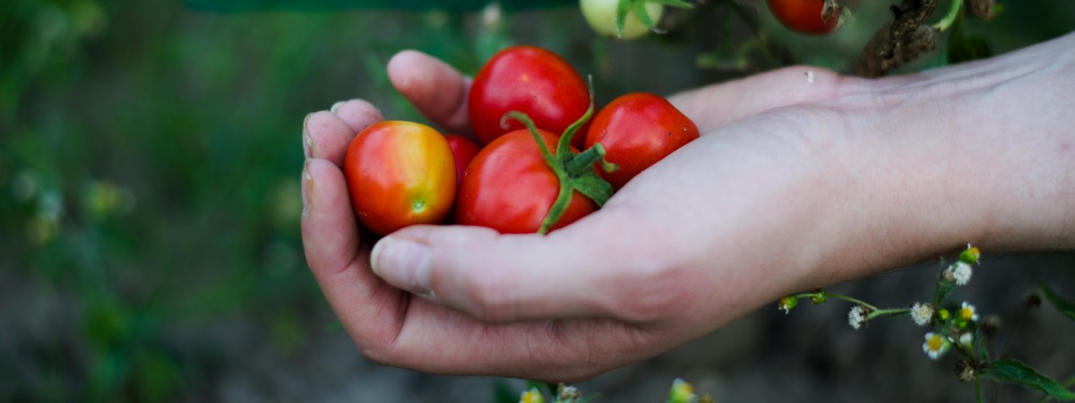 У Польщі перевірили імпортовані помідори з 4-х супермаркетів: що показали результати