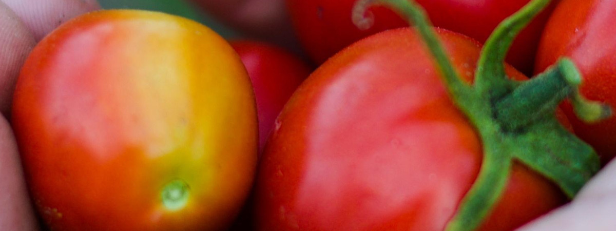 У Польщі перевірили помідори з шести супермаркетів: що показали результати