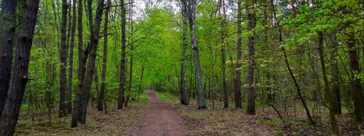 Польща: українця жорстоко побили й покинули в лісі