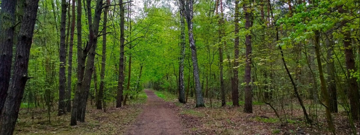 Ще одного українця знайшли мертвим у лісосмузі в Польщі 