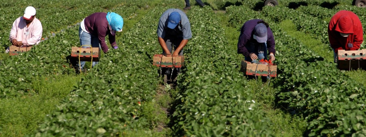 Стало відомо, скільки заробітчан з України готові працювати в Польщі “на чорно” 