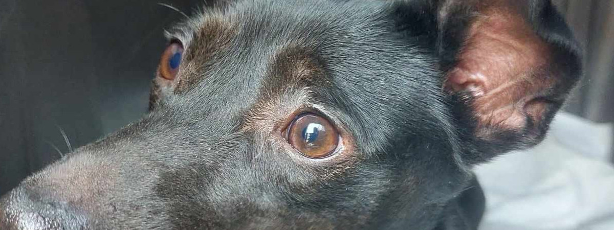 Два нові знакові рішення президента Польщі: собача неволя лишається, хутро зникає