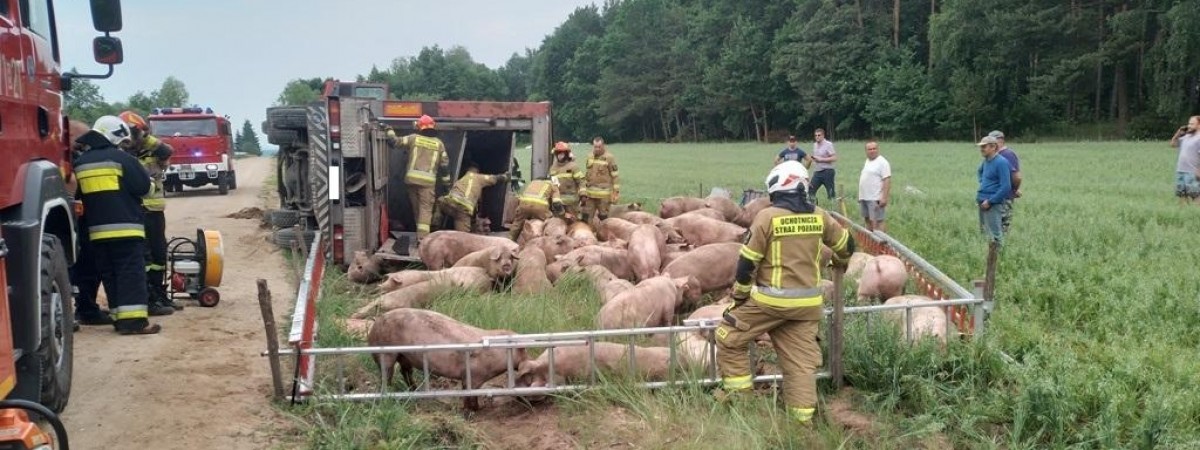 У Польщі водій фури “розсипав” свиней на дорозі. Вижили не всі (ФОТО)