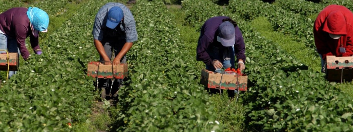 Нове вогнище COVID-19 у Польщі: усі захворілі - це українці 