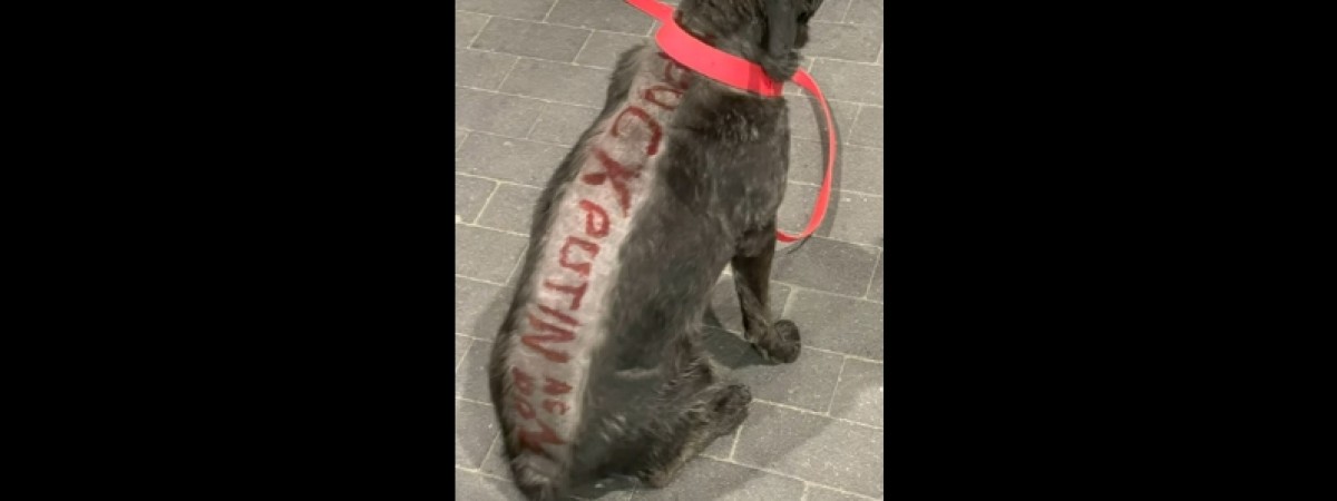 У Польщі чоловік поголив пса і написав на його спині вислів про путіна