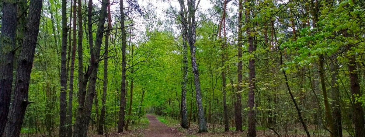 Група українців потайки верталася до Польщі лісом за 350 євро з кожного 