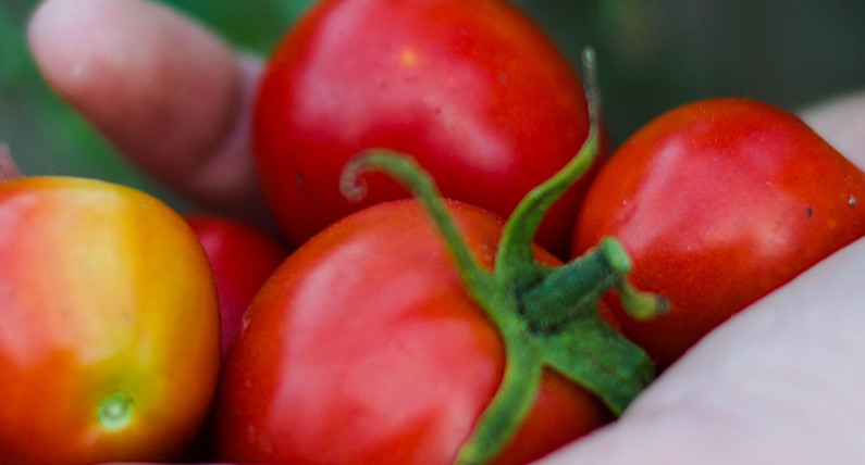 У Польщі перевірили помідори з шести супермаркетів: що показали результати