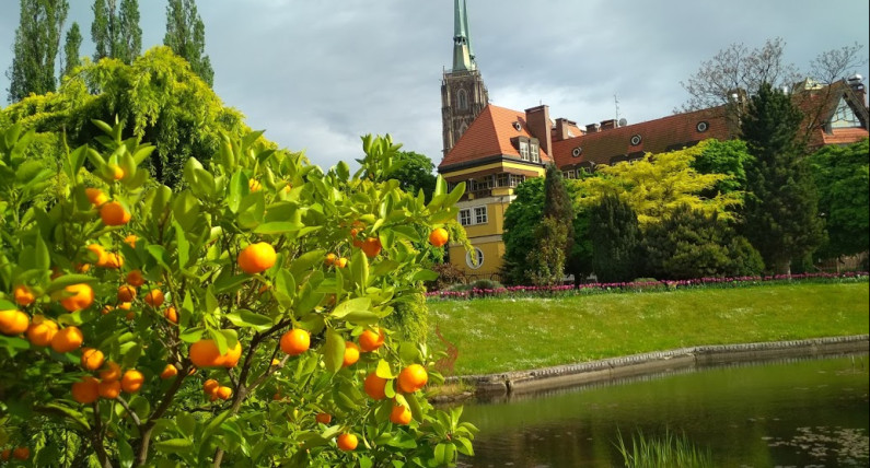 Названо найбільш екологічні міста Польщі в 2025 році