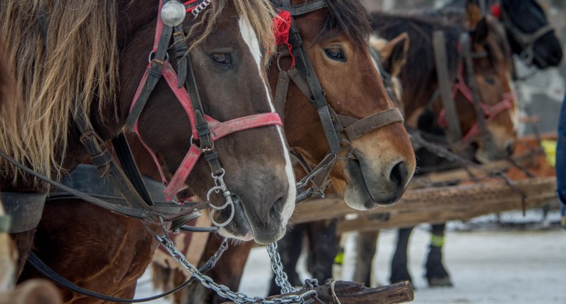 5 місць у Польщі, де можна покататися на санях, запряжених кіньми