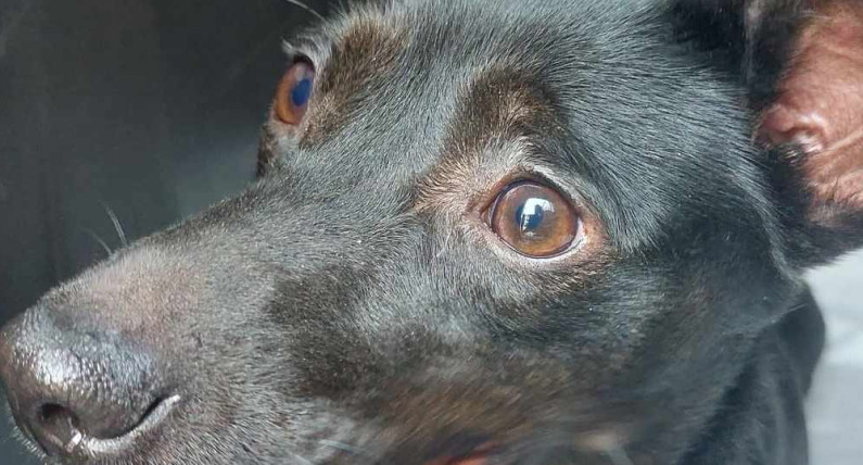 Два нові знакові рішення президента Польщі: собача неволя лишається, хутро зникає