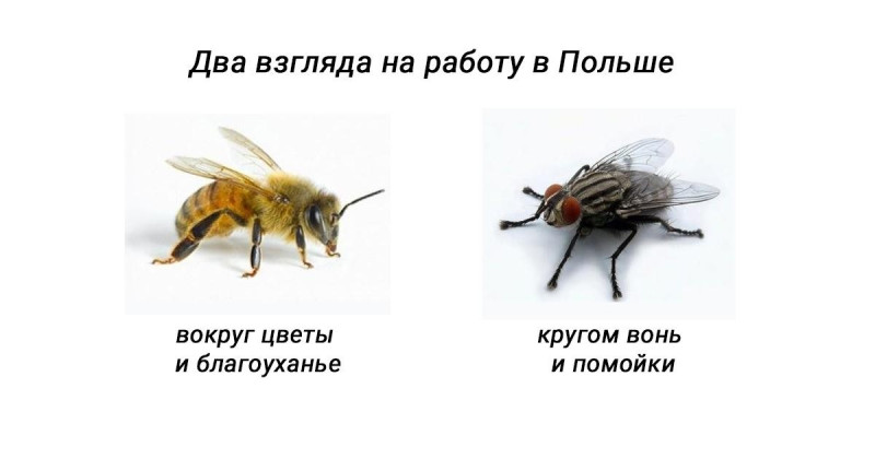 Ищите в Польше достойную работу!